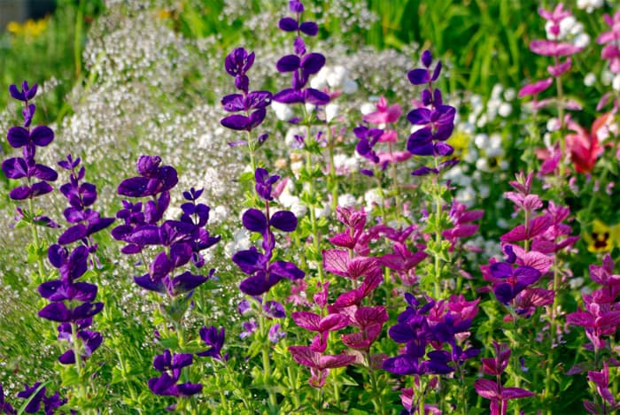 Salvia horminum Kirju salvei